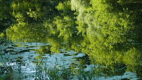 Beautiful abstract natural 4k video background of green trees, wild plants, calm surface of river water and reflections of different foliage of plants