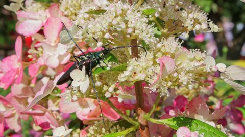 Among the pink and white flowers, large multicolored shiny musk beetles with long whiskers mate. Close-up of insects having sex.
