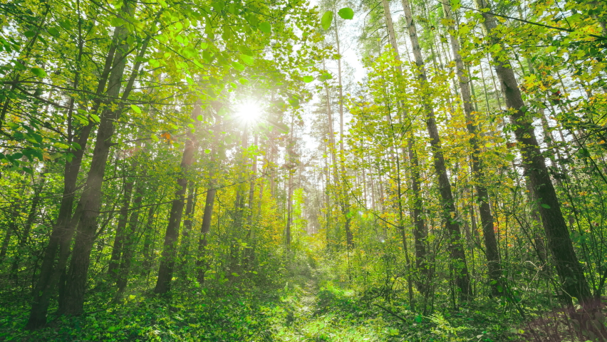 4K Change Season From Green Summer To Yellow Colors of Autumn Forest Landscape.Sunlight Shine Through Foliage In Trees Woods. Fall Royalty-Free Stock Footage #1082810140