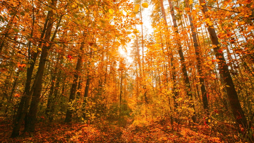 4K Change Season From Green Summer To Yellow Colors of Autumn Forest Landscape.Sunlight Shine Through Foliage In Trees Woods. Fall