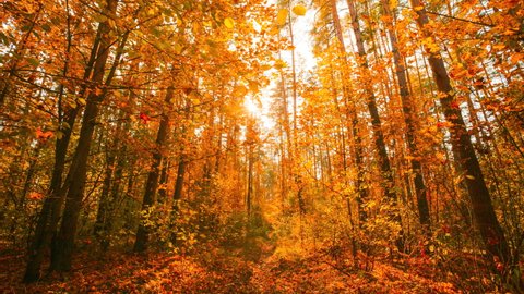 4K Change Season From Green Summer To Yellow Colors of Autumn Forest Landscape.Sunlight Shine Through Foliage In Trees Woods. Fall
