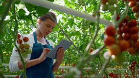 Agribusiness owner checking tomatoes quality with technological tablet in farm. Woman agricultural scientist analysing vegetables harvest on plantation. Smart farming technological cultivation concept - Powered by Shutterstock - Get 15% off with code: PIKWIZARD15