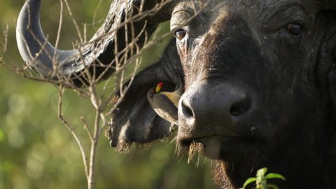 Close-up of Cape Buffalo with massive horns; oxpecker bird being annoying
