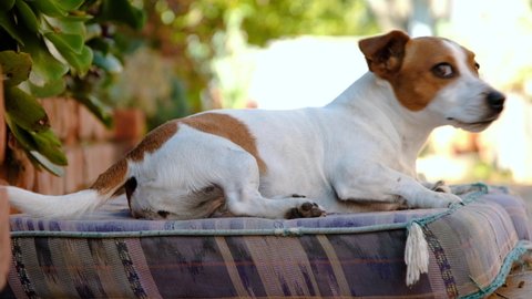 Jack Russell with cute facial expression lies on cushion, wags tail vigorously