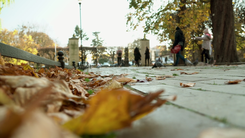 Park Oliwski. People Walking At Park Oliwa In Gdansk, Poland During Autumn With Fallen Dry Leaves In Foreground. low level, 4k