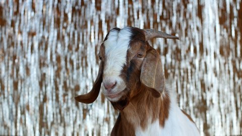 Close-up of a goat on a farm. A beautiful brown and white goat walks around the farm.