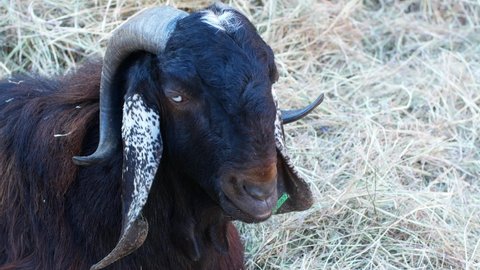Close-up of a goat on a farm. The goat is lying in the hay.