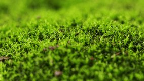 Macro shot showing details of moss. Sun rays in moss background. - Powered by Shutterstock - Get 15% off with code: PIKWIZARD15