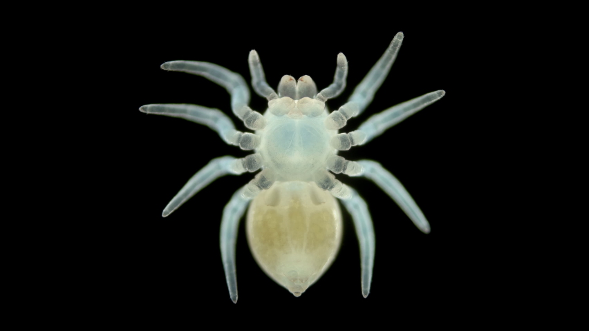 Spider under a microscope, Arachnida class, Arthropoda squad, on video young, not yet fully formed, Spiders are predators, feed primarily on insects