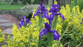 Violet Iris flowers in the wind, HD footage 