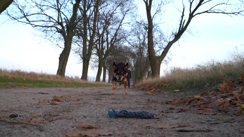 Athletic dog runs towards camera to grab toy from ground while turning back to handler. Slow motion, low angle view.