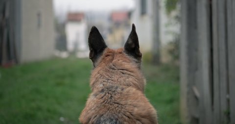 German shepherd large guard dog protecting rural household. 10bit prores slow motion footage in 4k