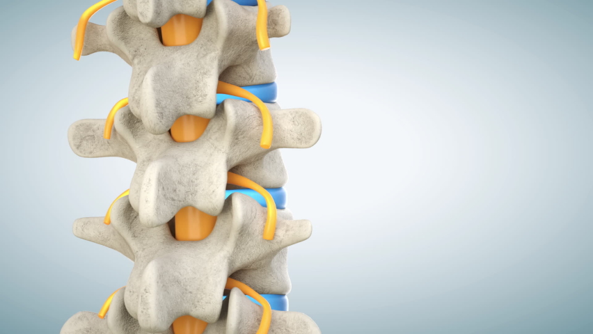 3D animation of a human lumbar spine demonstrating herniated disc, pressure nerve root causing back pain | Shutterstock HD Video #1082839060
