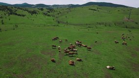 Aerial drone view of the herd of cows at green meadow on hills mountains. Drone video of cow and green field with herd of cows. trees in the background.