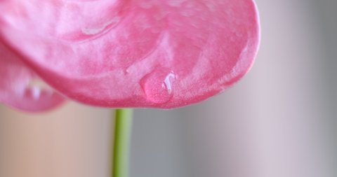 a drop of water on a red anthurium flower. a moving human hand is reflected in a drop of water, which changes the lighting of the flower. changing the exposure only by moving the hand