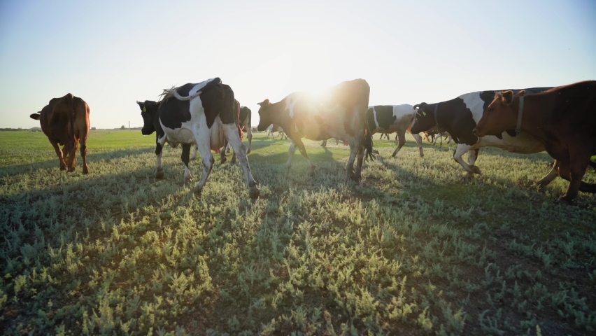 Multi-colored cows in the rays of the sun. a herd of happy cows. colorful milk cows in the pasture. herd of amazing cows on a green field.  livestock farm. Cowshed. grazing, udder. Milk's farm | Shutterstock HD Video #1082845468