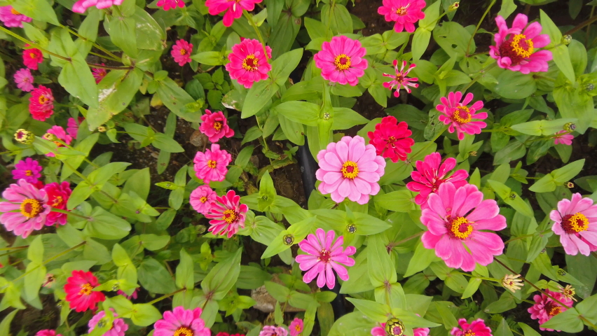 top pan view beautifual blooming Zinnia elegans Jacq.