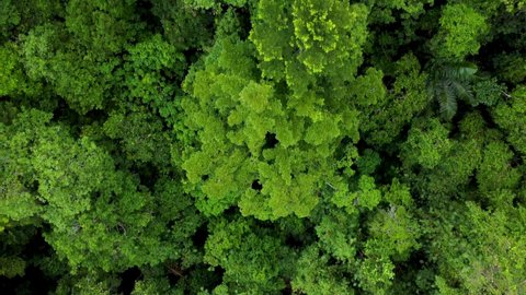 Aerial view of tropical forest, Aceh, Indonesia.