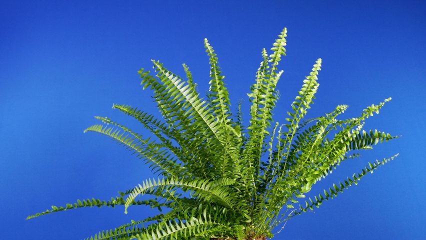 Green Fern In Breeze Bluescreen For Compositing Royalty-Free Stock Footage #1082848732