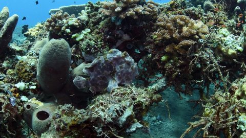 Giant Frogfish living in an artificial reef - amazing underwater world of Tulamben, Bali, Indonesia. 4k video.