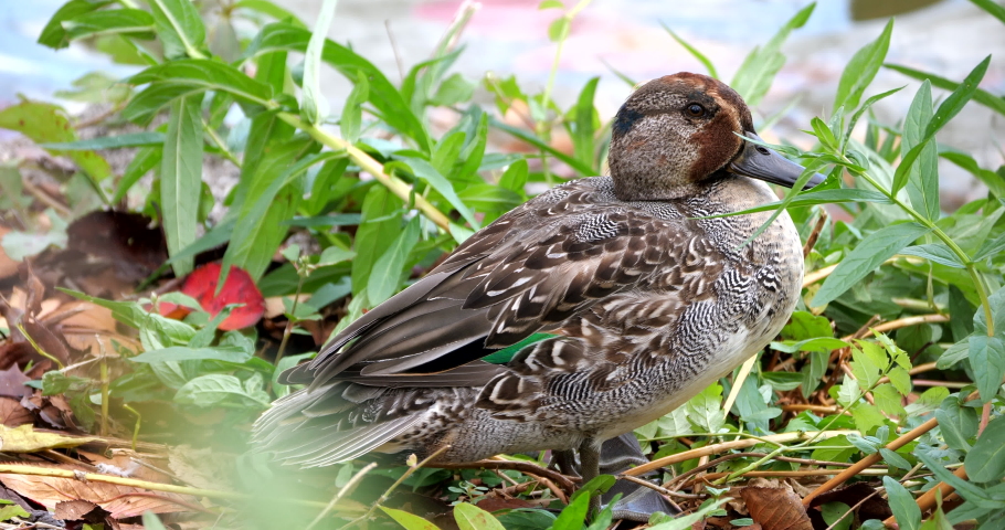Male Eurasian teal (Anas crecca), common teal, or Eurasian green-winged teal in eclipse plumage at a pondside in Osaka city