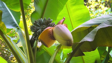 Banana palm in nature. Bananas grow on a palm tree in the rainforest. Decorative tree with small bananas.