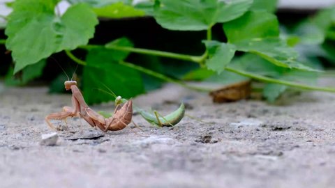 Two praying mantises next to each other. Brown praying mantis against the background of a green praying mantis.