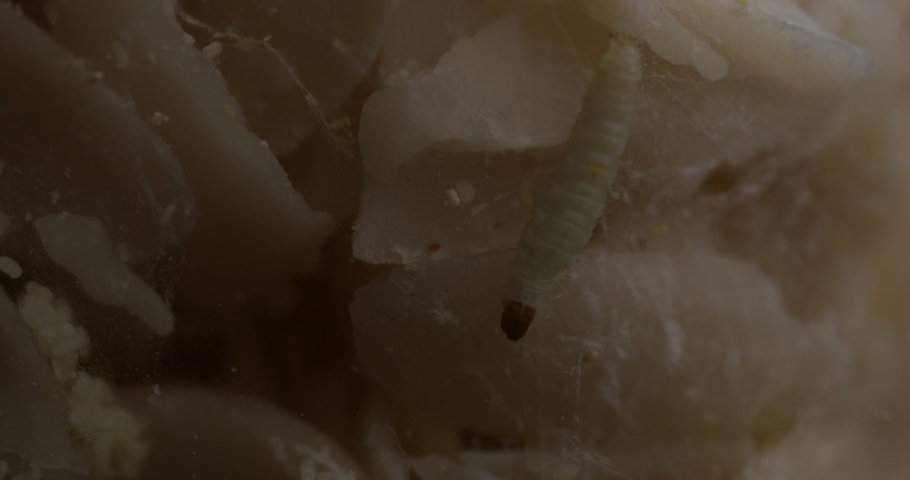 Dried fruits overrun by La Plodia interpunctella larvae, also referred to as Indian mealmoth larvae, prompt a call to action for robust pest management practices to safeguard food quality.