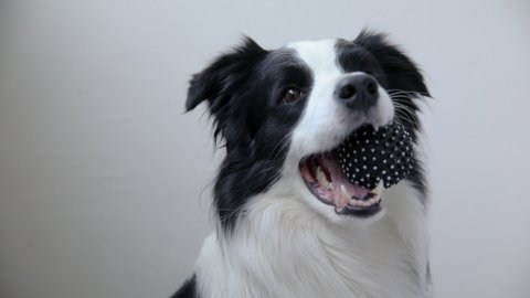 Funny cute puppy dog border collie holding toy ball in mouth isolated on white background. Purebred pet dog with dog toy wants to playing with owner. Pet activity and animals concept