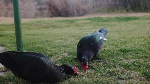 Black Muscovy ducks pecking eating from the grass