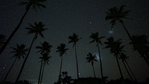 Night time lapse of millions of stars and Magellanic clouds beyond the silhouette of tall coconut palm trees