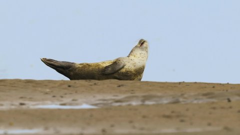 Harbour seal lying peacefully on the sand of Texel island beachs, Netherlands. 4K footage of pinnipeds, marine mammals and wildlife concepts.