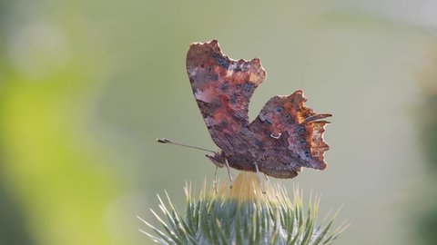 Beautiful orange comma butterfly (Polygonia c-album) with spread wings on thistle flower