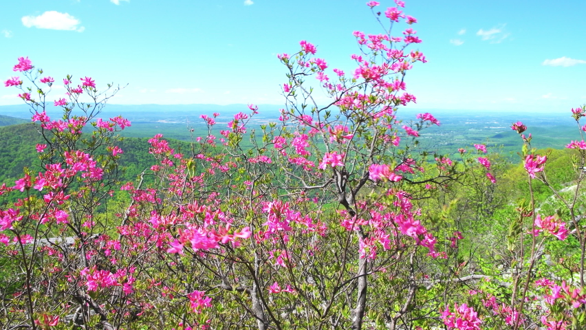 Pink rhododendron azalea flowers colorful on bush in garden park in Blue Ridge Mountains, Virginia parkway on sunny day with blue sky, moving in wind windy weather