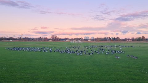 8K A flock of Barnacle geese on grass fields search for food. Getting ready for the flight to the south