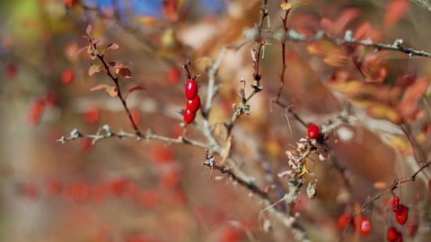 Goji berry fruits and plants. 
Barberry in the wild in autumn. 
Goji fruits on dried branches in the forest.