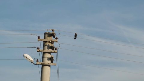 crow on electrical wires, crow stands on electrical wires
