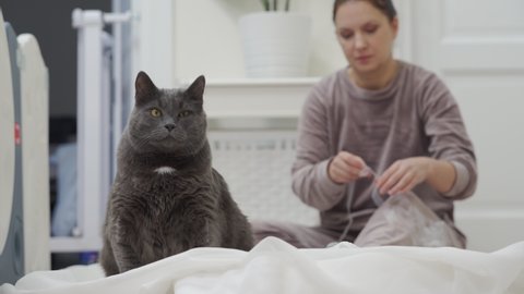 Cat and woman doing household chores together, housewife shortening the drapes. Modern home improvement and decoration. High quality 4k footage