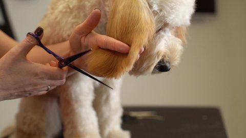 Close-up of professional female groomer cutting fluffy ears of curly dog Labradoodle by hairdressing scissors at table in grooming salon. Woman pet hairdresser doing hairstyle. Shooting in slow motion