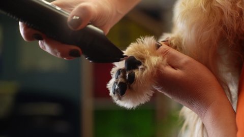 Close-up of female groomer cutting paw of purebred curly dog Labradoodle by haircut machine for animals at table in grooming salon. Woman pet hairdresser doing hairstyle. Shooting in slow motion.