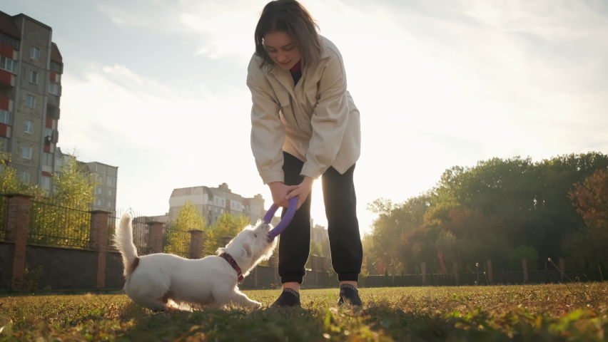 The girl is playing with her Jack Russell, pulling a puller. Slow motion