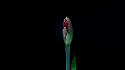 Red Hippeastrum Opens Flowers in Time Lapse on a Black Background. Growth of Orange Amaryllis Flower Buds. Perfect Blooming Houseplant, 4k UHD