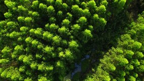 4K aerial top view from a drone, eucalyptus Green Forest, eucalyptus garden in Thailand.
