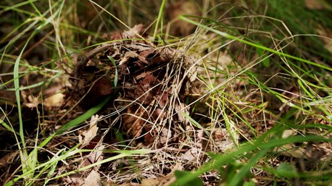 Boletus edulis edible mushroom in the forest. Wild foraged mushroom.