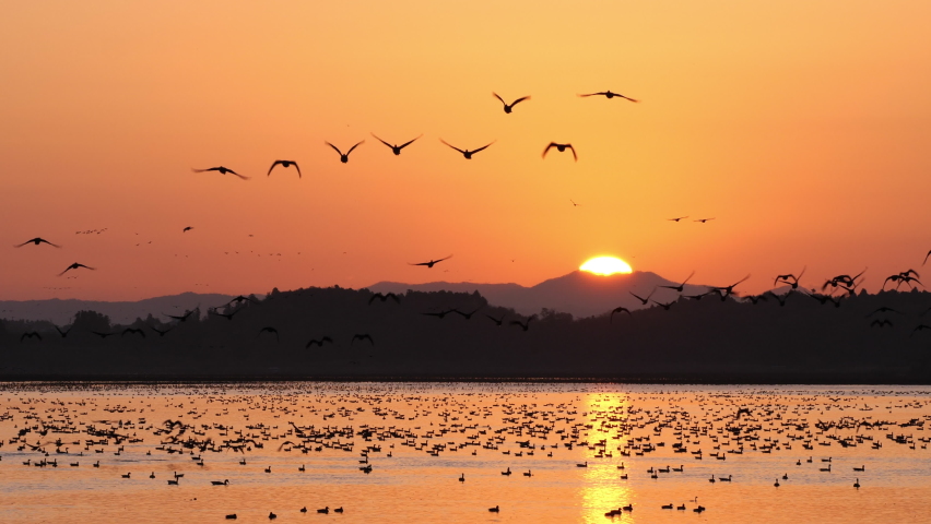 Wild migratory birds takes off in the great sunrise background. Ramsar Convention on wetlands. Flying to swamp for overwintering. Greater white-fronted goose. Izunuma lake, Miyagi, Tohoku, Japan | Shutterstock HD Video #1082882143