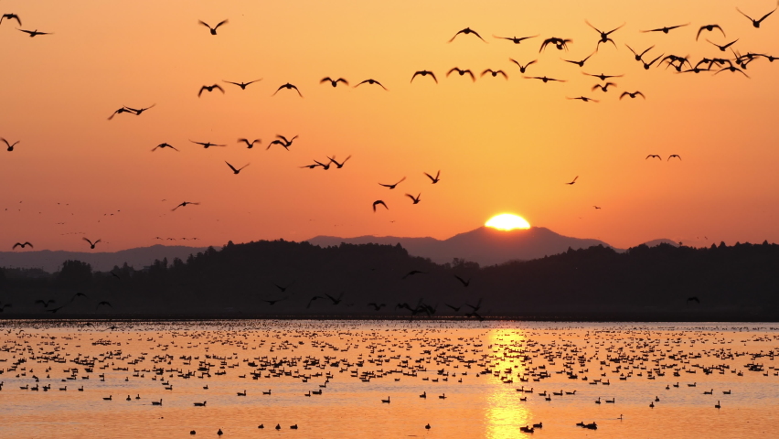 Wild migratory birds takes off in the great sunrise background. Ramsar Convention on wetlands. Flying to swamp for overwintering. Greater white-fronted goose. Izunuma lake, Miyagi, Tohoku, Japan Royalty-Free Stock Footage #1082882143