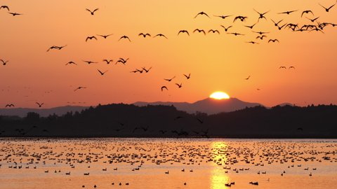 Wild migratory birds takes off in the great sunrise background. Ramsar Convention on wetlands. Flying to swamp for overwintering. Greater white-fronted goose. Izunuma lake, Miyagi, Tohoku, Japan