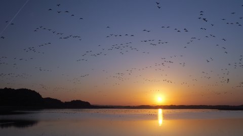 Flying large number of wild migratory birds in the morning sunshine background. Ramsar Convention on wetlands. Greater white-fronted goose. November 2021. Izunuma lake, Miyagi, Tohoku, Japan