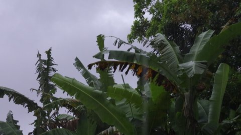 Fresh cold wet tropical banana green plant tree leaf surface falling heavy rain pouring and swaying by strong wind in outdoor garden in cloudy day and rainy season. Real time raw video file