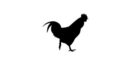 Silhouette of the walking rooster, animation on the white background